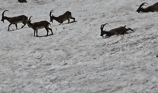 Tunceli'de dağ keçileri ve ayılar aynı bölgede görüntülendi
