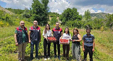 Tunceli'de kadın üreticilerin çilek hasadı yüz güldürdü