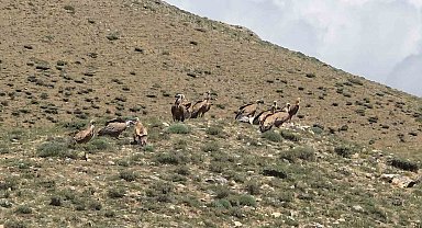 Van'da sürü halinde görülen kızıl akbabalar doğaseverleri heyecanlandırdı