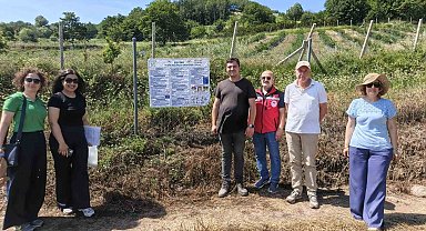 Yalova'da yaban mersininde iyi tarım uygulamaları denetleniyor