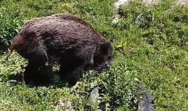 Yaralı domuz köy yakınlarında görüntülendi
