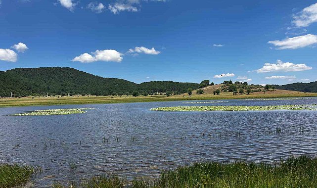 Yayla Gölü nilüferlerle renklendi
