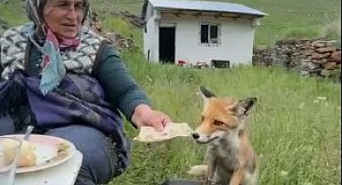 Yaylada Sedriye ninenin sofrasına oturan tilki, ikram edilen ekmeği yemedi