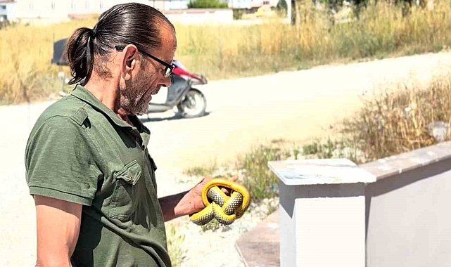 Yılanları çıplak elleriyle yakalayıp doğaya salıyor