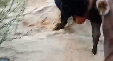 Yusufeli'nde taşan dereden geçen büyükbaş hayvanlar kamerada