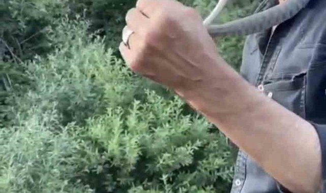 Zehirli engerek yılanını yakalayıp boynuna doladı: "Benim yaptığımı yapmayın"