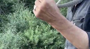 Zehirli engerek yılanını yakalayıp boynuna doladı: "Benim yaptığımı yapmayın"