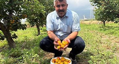 Ziraat mühendisinin tavsiyesiyle diktiği kayısıdan 6 yıldır ürün alıyor