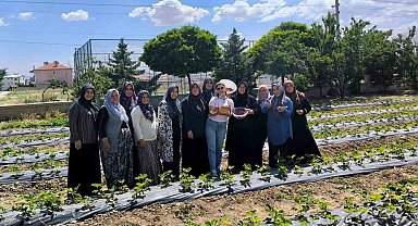 ADEM projesinde ilk çilek hasadı yapıldı