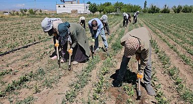 Adilcevaz'da kavurucu sıcakta ekmek parası mücadelesi