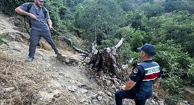 Ağaç yangını korkuttu