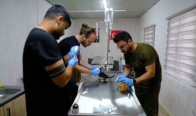 Altıeylül'de can dostlar güvende