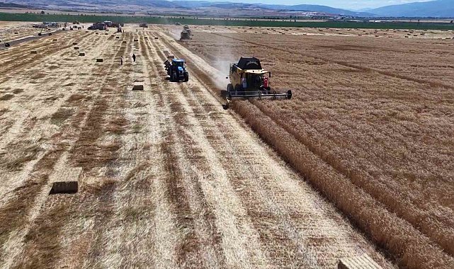 Amasya'da buğday ve arpa rekoltesinde yüzde 100 artış