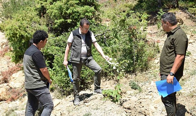 Andırın'da gelir getirici ağaçlandırma çalışmaları sürüyor