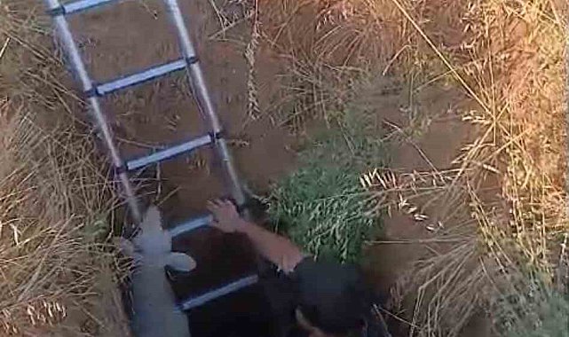 Ankara'da define çukuruna düşen koyun ve kaplumbağa kurtarıldı
