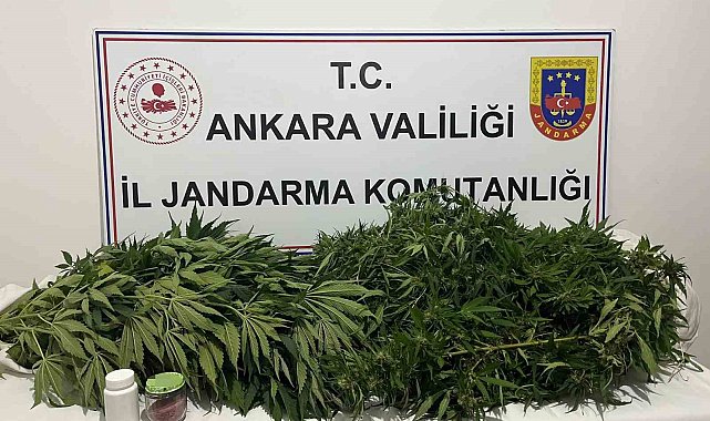 Ankara'daki narkotik operasyonunda 150 kök kenevir ele geçirildi