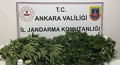 Ankara'daki narkotik operasyonunda 150 kök kenevir ele geçirildi