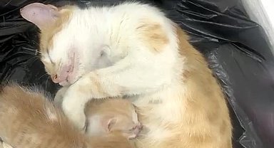 Anne kedi yavrularıyla Sosyal Yardımlaşma Vakfı'na sığındı