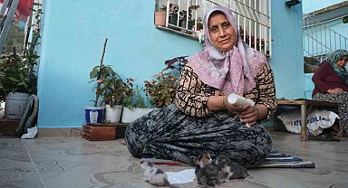 Anneleri telef olan yavru kedileri merhametiyle büyüten kadın, hayvanları biberonla besliyor