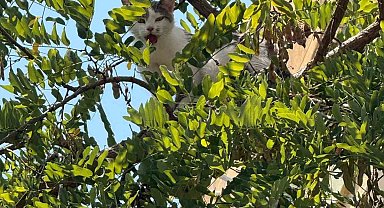 Antalya'da ağaçtan inemeyen kedi vinç yardımıyla kurtarıldı