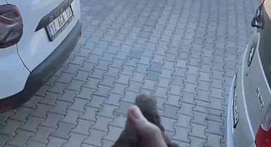 Apartman boşluğuna düşen sığırcık kurtarıldı