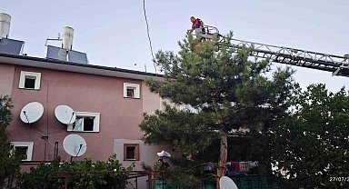 Apartman çatısında mahsur kalan kedi itfaiye ekiplerince kurtarıldı
