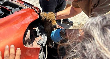 Araç tamponuna sıkışan yavru köpeği veteriner hekimler kurtardı