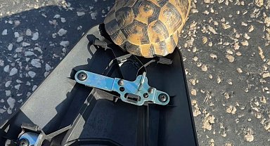 Asfalt üzerine sıcaktan bitap düşen kaplumbağayı ezilmekten kurtardı
