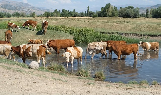 Aşırı sıcaklar inekleri de suya indirdi