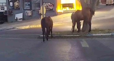 Atlar şehir merkezinde otlanırken görüntülendi