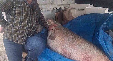 Av yasağının bittiği gün 130 kiloluk turna balığı yakaladı, nasıl doğrayacağını düşünmeye başladı