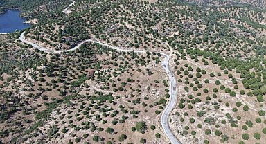 Aydın'da 15 yıl önce dikilen fıstıkçamları kozalak vermeye başladı