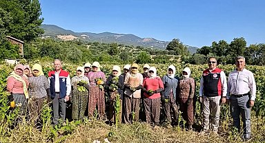 Aydın'da tütün üretiminin merkezi Karacasu'da kırım başladı