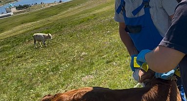 Aydıntepe Yaylası'nda buzağılar küpelenerek aşılandı