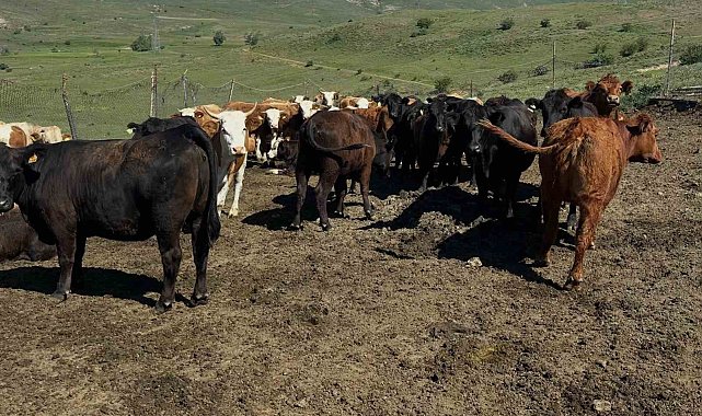 Aydıntepe'de ithal besilik sığırlarda karantina ve sağlık kontrolleri yapılıyor