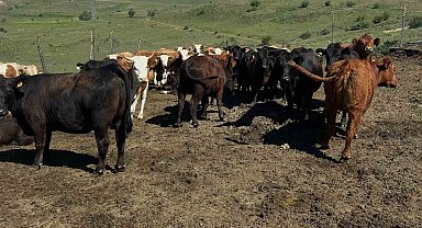 Aydıntepe'de ithal besilik sığırlarda karantina ve sağlık kontrolleri yapılıyor