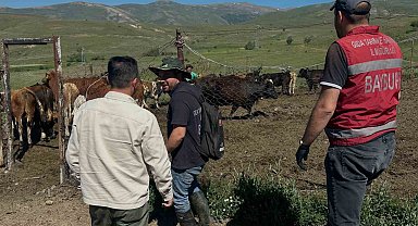 Aydıntepe'de üreticiye 15 ithal angus düve teslim edildi
