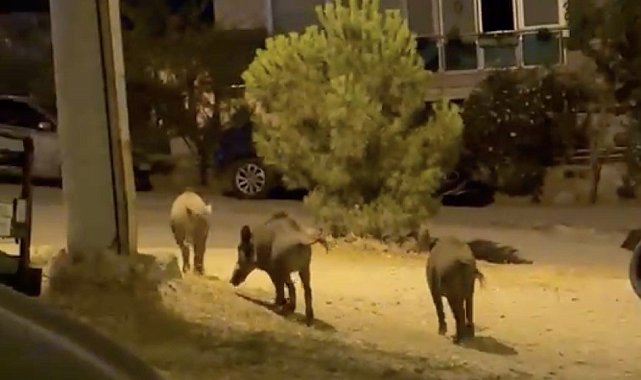 Ayvalık'ta yaban domuzları şehre iniyor