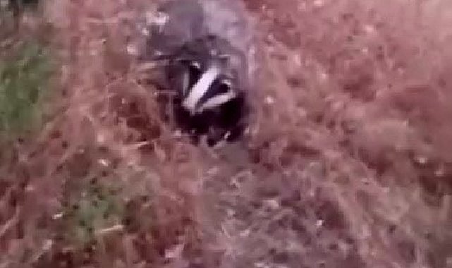 Batman'da porsuk görüntülendi