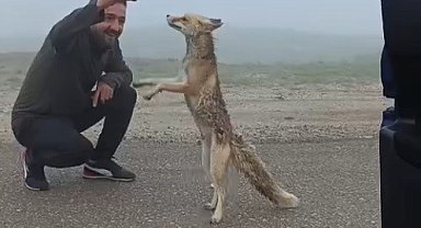 Bayburtlu aile yayla yolunda karşılaştıkları tilkiyi kekle besledi