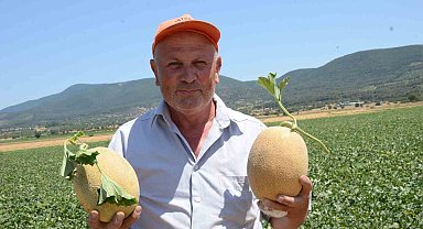 Bilecik'in ünlü Medetli kavununun hasadı başladı