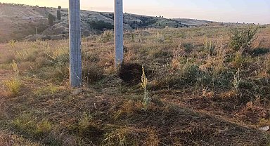 Bilecik'te elektrik akımına kapılan kuş yangına sebep oldu