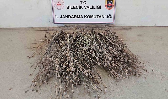 Bilecik'te izinsiz ekilen 136 kök haşhaş ele geçirildi