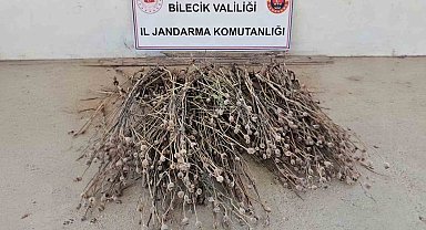 Bilecik'te izinsiz ekilen 136 kök haşhaş ele geçirildi