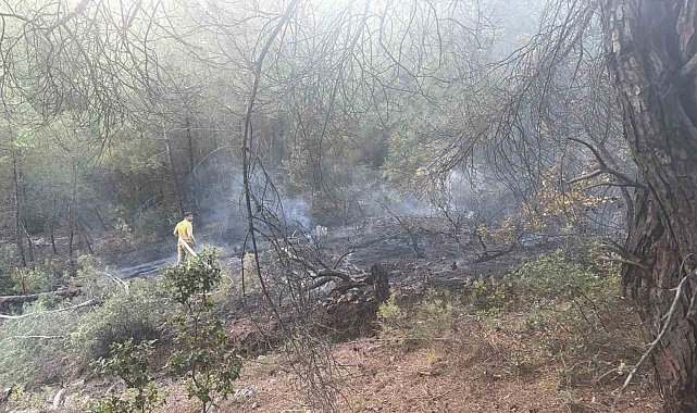 Bilecik'te örtü yangını büyümeden söndürüldü