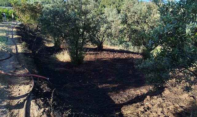 Bilecik'te zeytin tarlasında çıkan yangın korkuttu