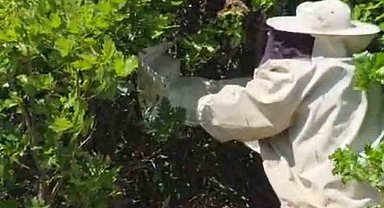 Bingöl'de kovandan firar eden binlerce arı meşe ağacına oğul verdi