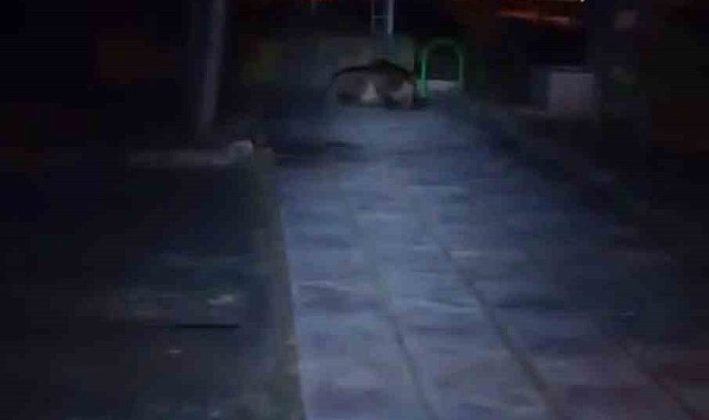 Bolu'da çocuk parkına ayı girdi