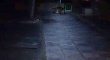 Bolu'da çocuk parkına ayı girdi