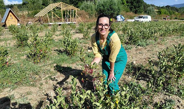 Bolu'da toprakla buluşan şifa kaynağı 'aronya' hasat için gün sayıyor